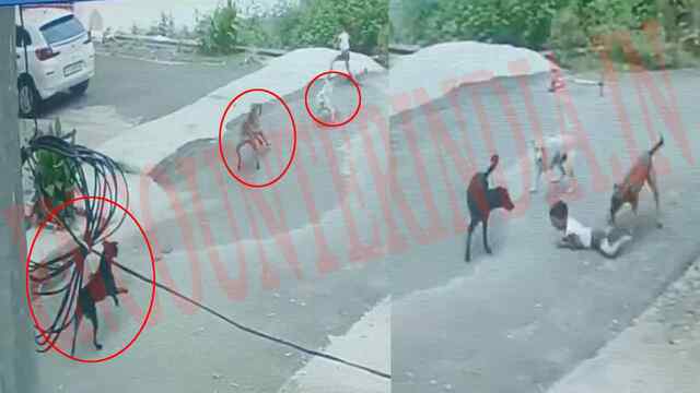घर के बाहर खेल रहे 5 वर्षीय बच्चे पर आवारा कुत्तों ने किया हमला, देखें CCTV