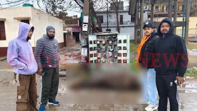Punjab News: बारिश में हुआ हादसा, करंट लगने से गौ माता की मौत, देखें वीडियो