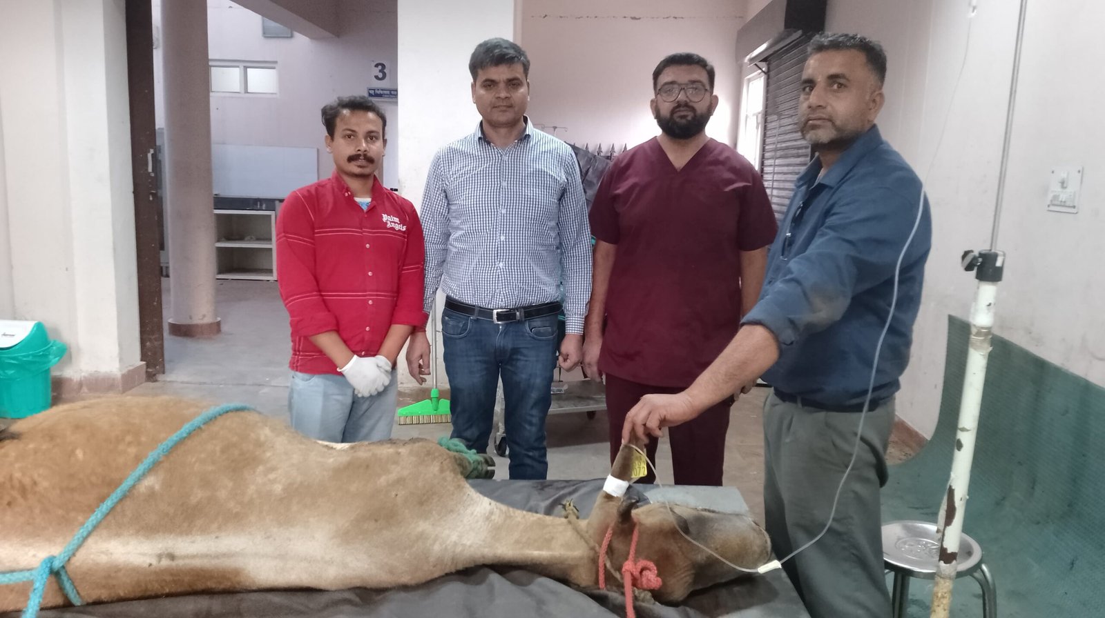 प्लास्टिक सर्जरी से बचाई गाय की जान, बहुआयामी पशु चिकित्सालय ललड़ी में हुआ सफल ऑपरेशन