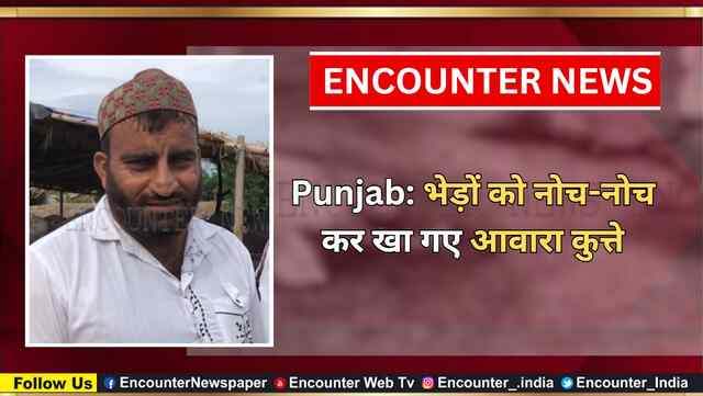 Punjab: भेड़ों को नोच-नोच कर खा गए आवारा कुत्ते, देखें वीडियो