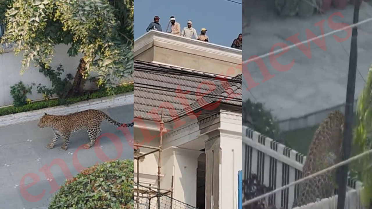 कोठी में घुसा तेदुआं, डर के कारण छत पर बैठी लेबर, लोगों में दहशत, देखें वीडियो