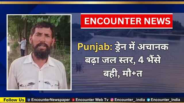 Punjab: ड्रेन में अचानक बढ़ा जल स्तर, 4 भैंसे बही, मौत, देखें वीडियो