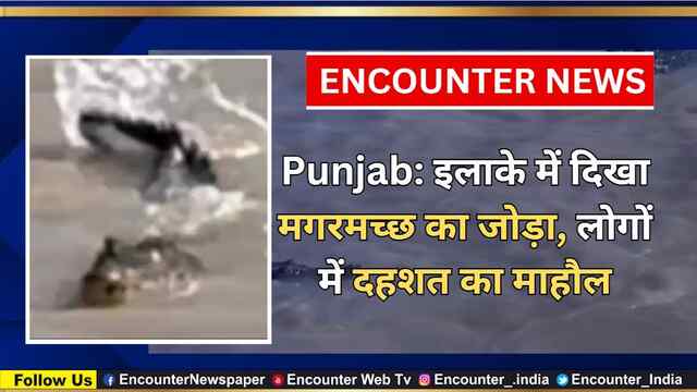 Punjab: इलाके में दिखा मगरमच्छ का जोड़ा, लोगों में दहशत का माहौल, देखें वीडियो