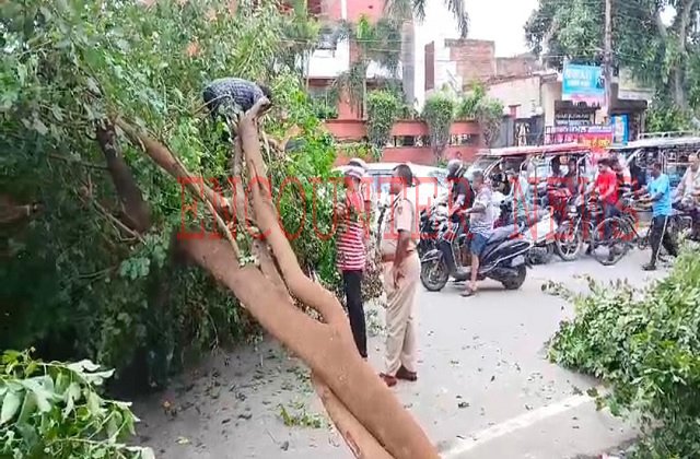 Jalandhar: इस मेन चौक के पास गिरा पेड़, लगा लंबा जाम