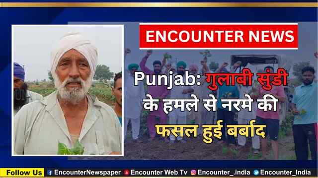 Punjab: गुलाबी सुंडी के हमले से नरमे की फसल हुई बर्बाद, देखें वीडियो
