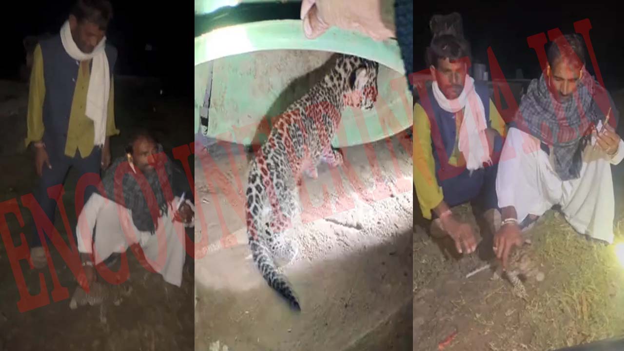 इस इलाके में आया Leopard का शावक, लोग सहमें, देखें वीडियो