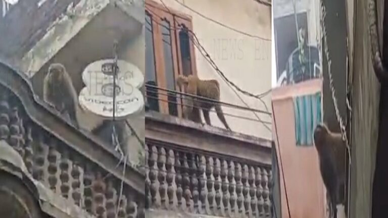Punjab News: रिहायशी इलाके में बंदर ने मचाया उत्पाद, लोगों में डर का माहौल, देखें वीडियो