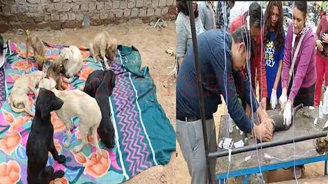 Punjab News: इंसानियत हुई तार-तार: दर्जनों नन्हे पिल्लों को लड्डू में दिया जहर, पांच की मौत, कई गंभीर, देखें वीडियो