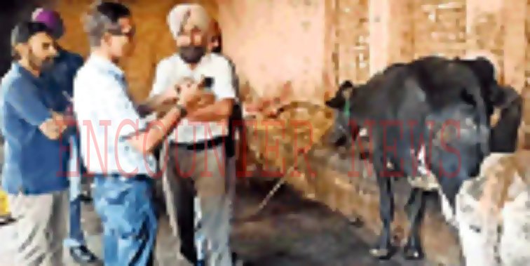 Punjab News: डेयरी फार्म में 8 गायों पर हमलावारों ने किया चाकुओं से हमला, एक की मौत