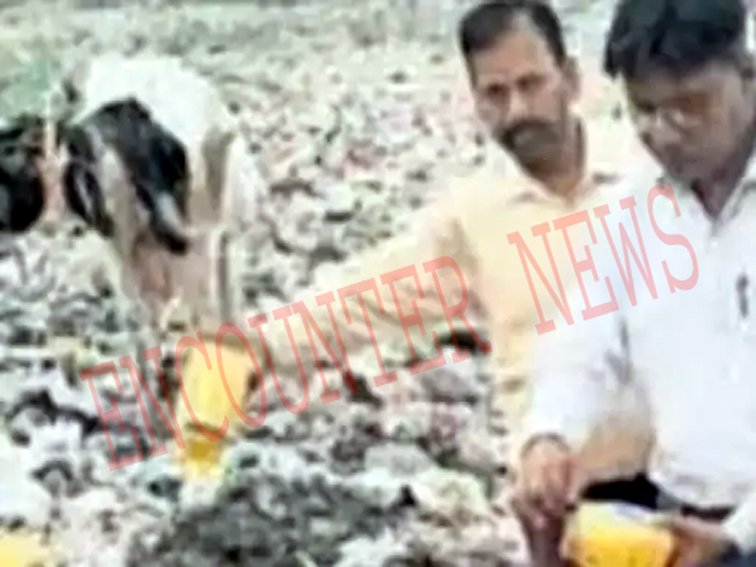 Punjab News: सेहत विभाग की रेड, 50 किलो Expiry Date का Desi Ghee और Butter बरामद