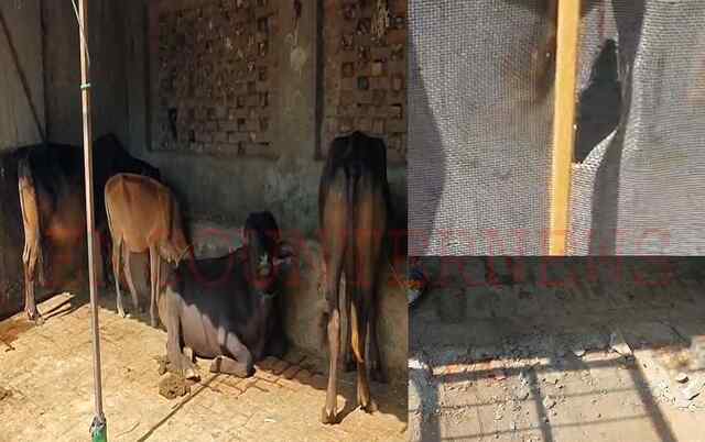 Jalandhar News: पिस्तौल के बल परिवार को बनाया बंधक, 4 भैंसें लेकर फरार हुए लुटेरे, देखें वीडियो