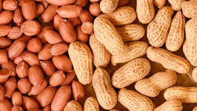 HEALTH TIPS: मूंगफली के दाने छिलके के साथ खाना सही या गलत?, जानें क्या कहते हैं एक्सपर्ट