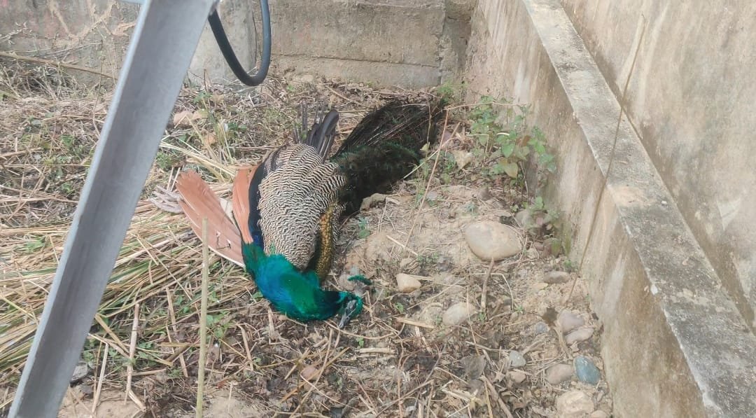 कोटला कलां में राष्ट्रीय पक्षी मोर की संदिग्ध परिस्थितियों में मौत