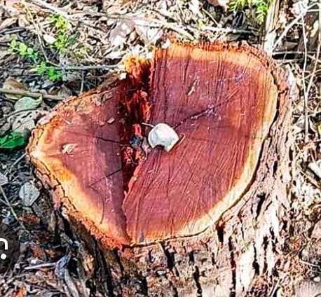 थानाकला के गहरा जंगल में अवैध कटान पर जांच में कार्यवाही, फॉरेस्ट गार्ड का तबादला