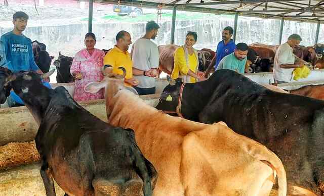 गुरु पूर्णिमा पर बंगाणा में गौ सेवा का अद्वितीय उदाहरण