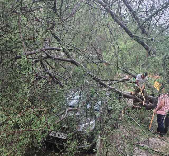 तूफान में बाल-बाल बचे स्कूल इंचार्ज, गाड़ी पर गिरा विशाल किक्कर का पेड़