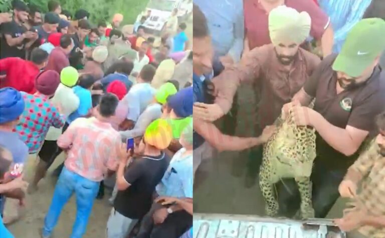 Punjab News: इस इलाके में तेंदुए ने मचाया आतंक, देखें वीडियो