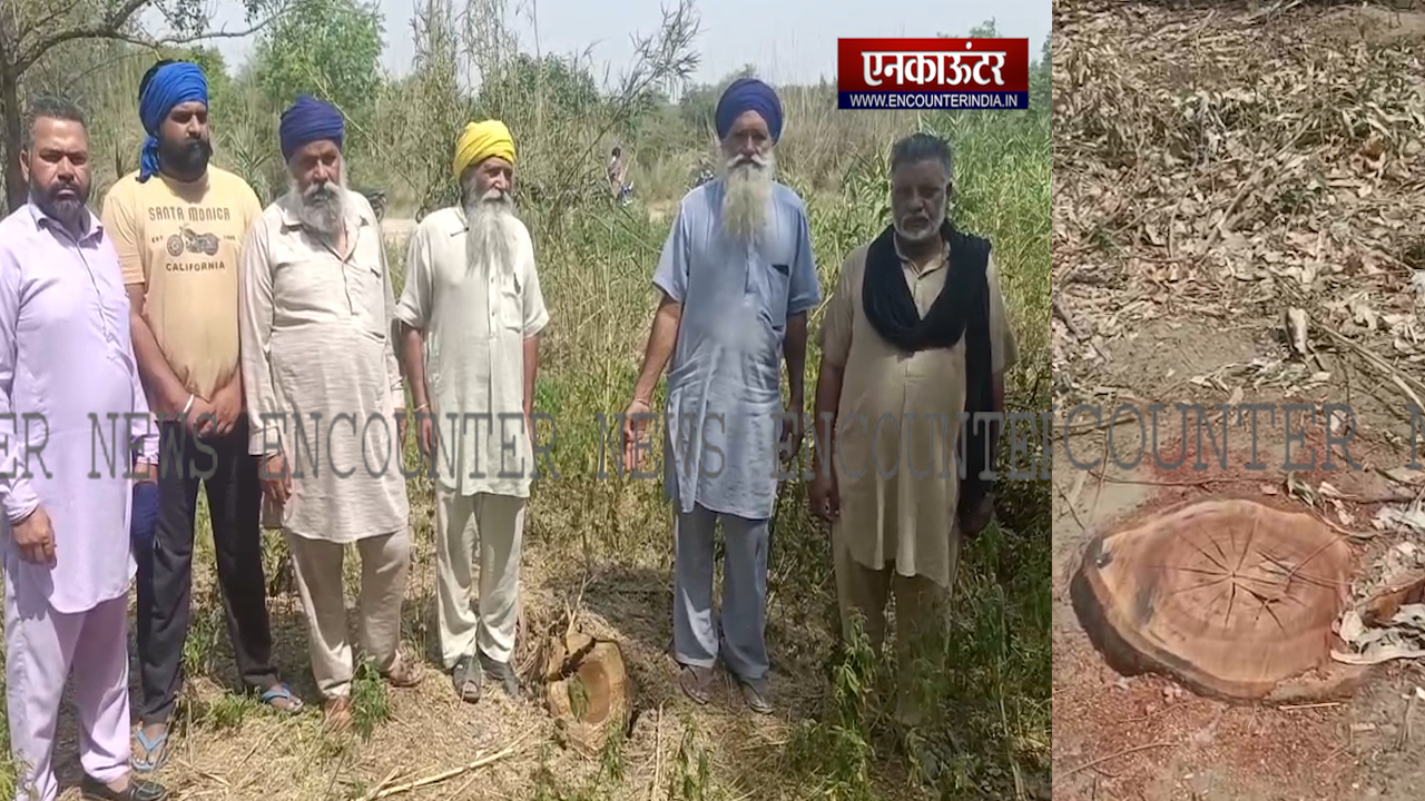 Punjab News: पंचायती जमीन के पेड़ काटने पर भड़के गांववासी, सरपंच पर लगे गंभीर आरोप, देखें Video