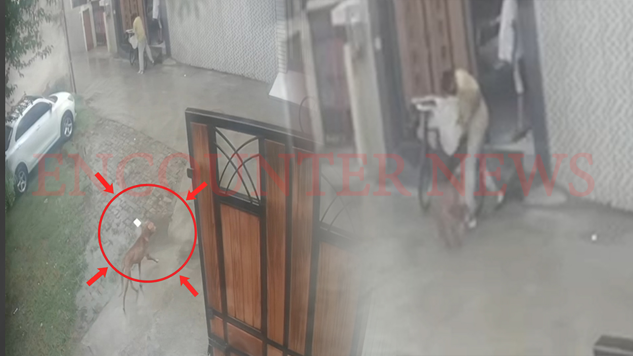 Punjab News: Model Town में आवारा कुत्ते ने अखबार वितरित कर रहे व्यक्ति पर किया हमला, घायल, देखें वीडियो