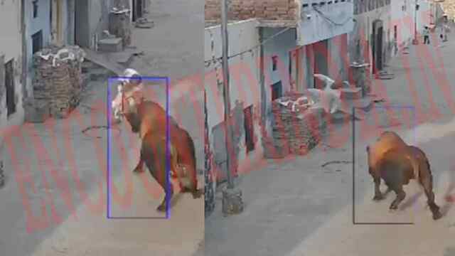 Punjab News: आवारा सांड का कहर, व्यक्ति को कई फीट दूर फेंका, देखें CCTV