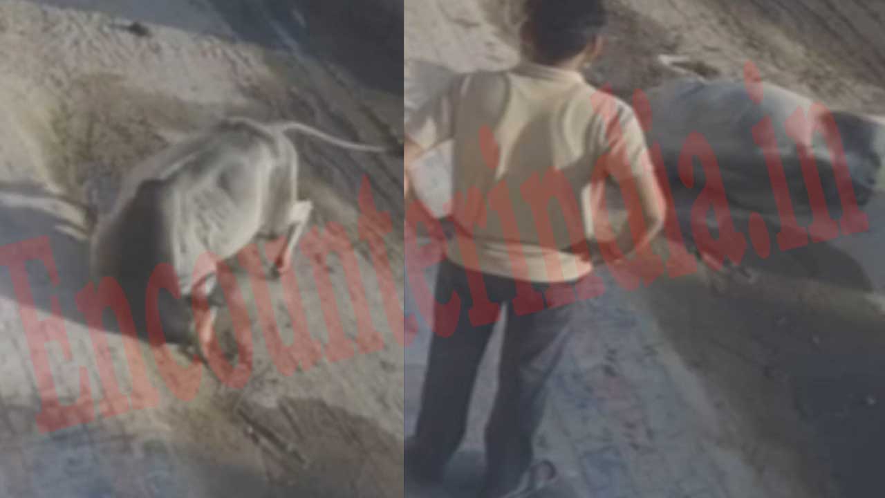 गली में खड़े आवारा सांड को आया Heart Attack, तड़प-तड़पकर मौत, देखें CCTV