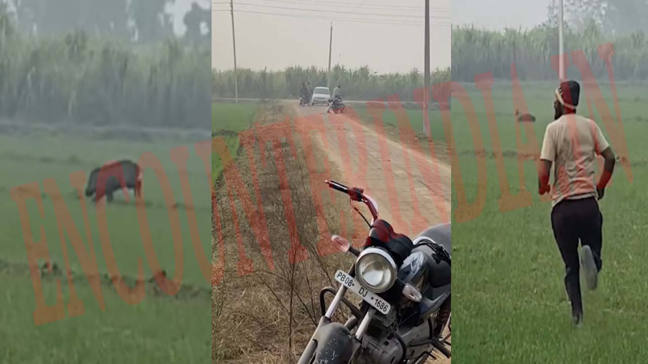 Jalandhar News: गेहूं के खेतों में सुअर पर फायरिंग, तड़पता रहा जानवर, देखें वीडियो