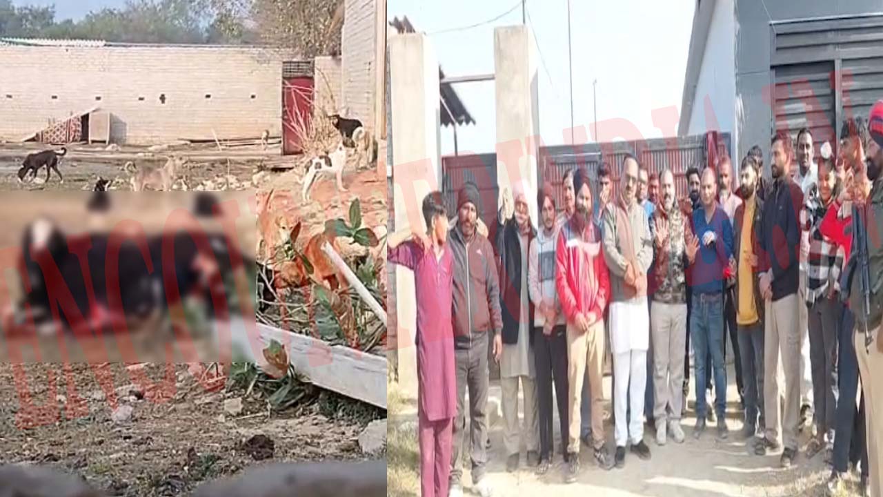 Punjab News: डॉग शेल्टर हाउस में गाय पर कुत्तों का हमला, स्थानीय लोग भड़के, देखें वीडियो