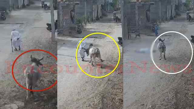 आवारा पशुओं का कहर, एक की मौत दूसरा गंभीर घायल, देखें वीडियो