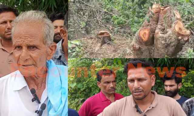 Punjab News: शामलात भूमि से दिनदहाड़े काटे हरे पेड़, पंच पर लगे गंभीर आरोप, देखें वीडियो