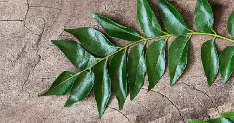Sweet Neem गुणों से भरपूर, Sugar- Cholesterol करती है कम