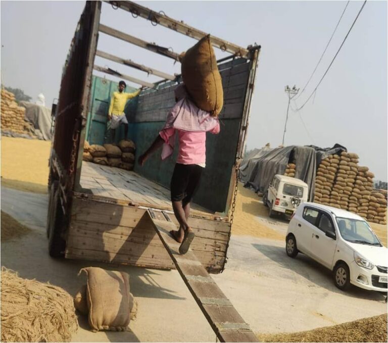 Punjab News: पंजाब में धान की खरीद प्रक्रिया, जालंधर जिले में किसानों को ₹818 करोड़ का भुगतान