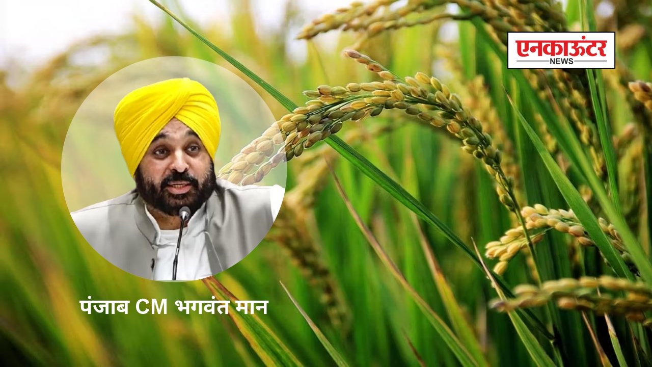 Punjab News: पंजाब में धान की सुचारू खरीद प्रक्रिया जारी, 90% धान खरीदी जा चुकी, ₹5683 करोड़ किसानों के खातों में स्थानांतरित