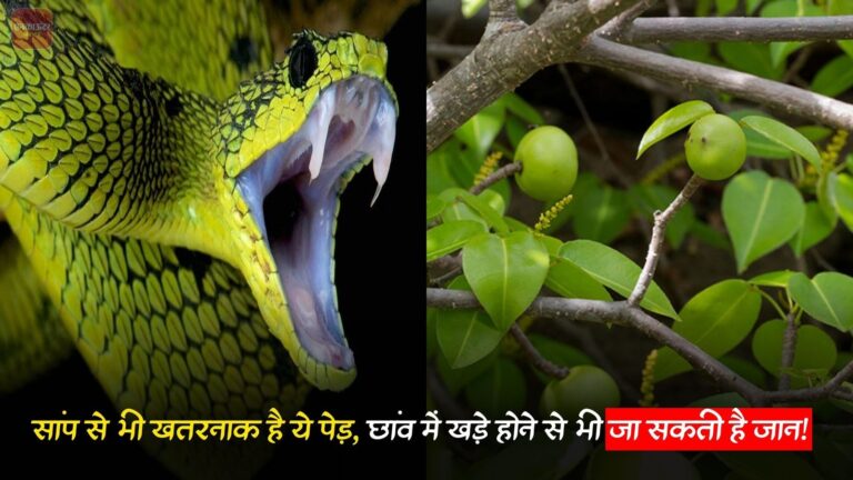 सांप से भी खतरनाक है ये पेड़, छांव में खड़े होने से भी जा सकती है जान!