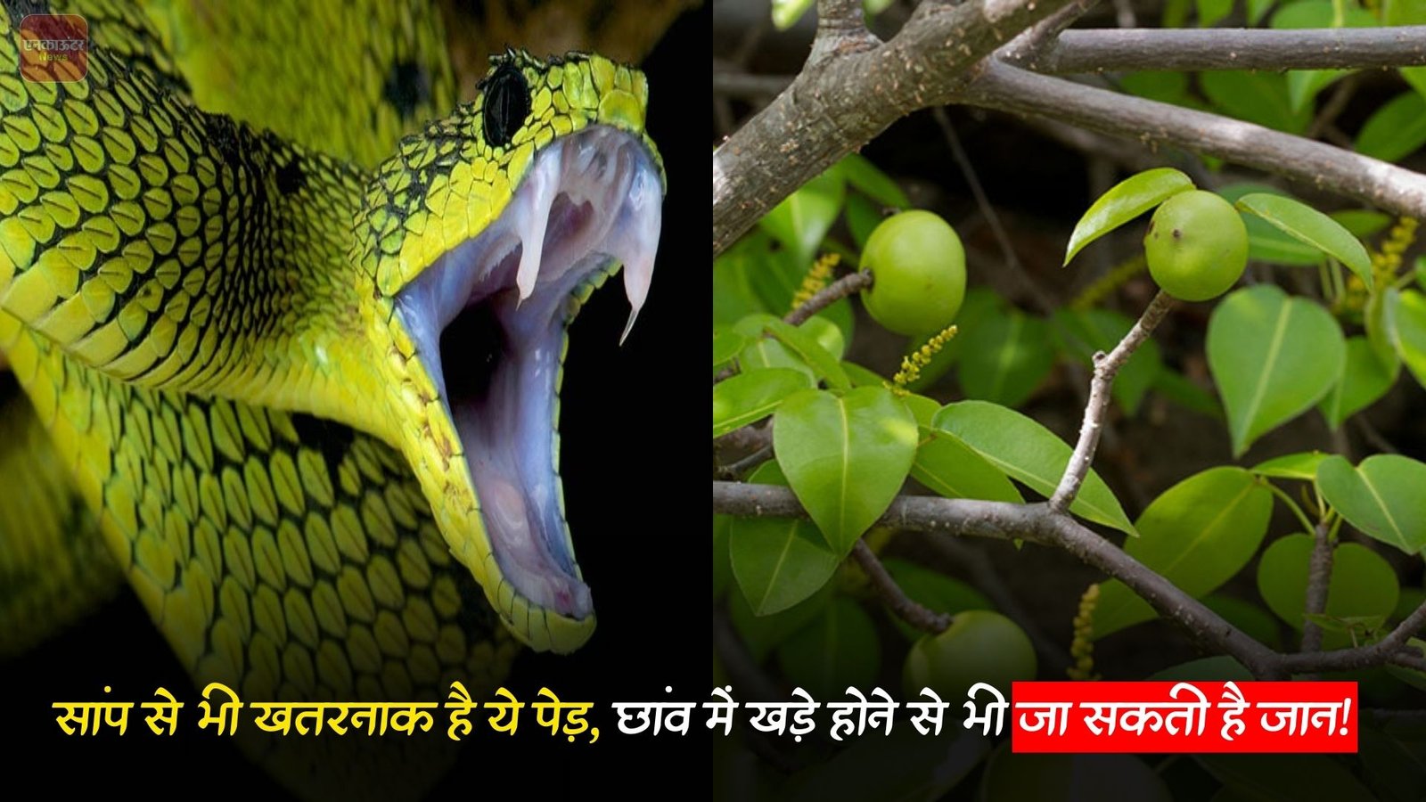 सांप से भी खतरनाक है ये पेड़, छांव में खड़े होने से भी जा सकती है जान!