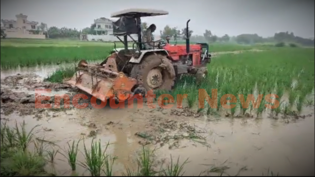 Punjab News: इस इलाके में बौना वायरस का कहर, परेशान किसानों ने ट्रैक्टर से जोत दी फसल, देखें वीडियो