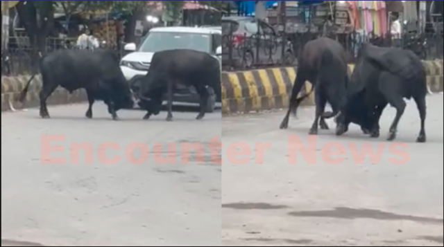 बीच सड़क भिड़े सांड, कई वाहनों को पहुंचा नुक्सान, देखें वीडियो