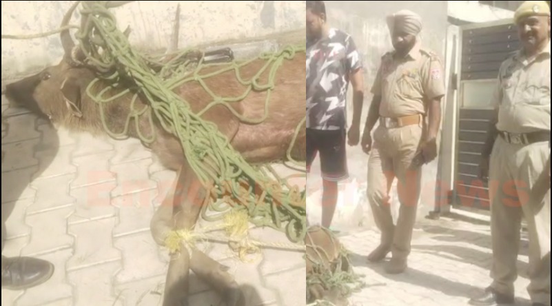 Jalandhar News: इस इलाके में आया बारासिंघा, लोगों में मचा हड़कंप, देखें वीडियो