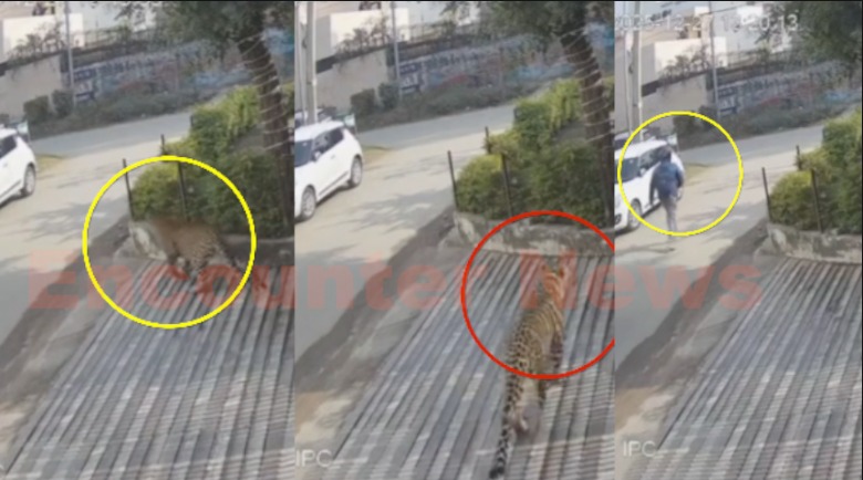 Haryana News: इस इलाके में दिखा तेंदुआ, बाल-बाल बचा बाइक सवार, देखें CCTV