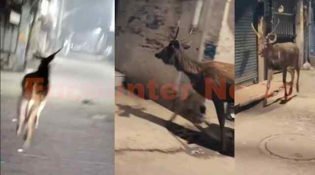 Jalandhar News: रैणक बाजार में आया सांभर, लोगों में दहशत, देखें वीडियो