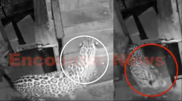 इस इलाके में घर में घुस गया तेंदुआ, लोगों में दहशत का माहौल, देखें CCTV