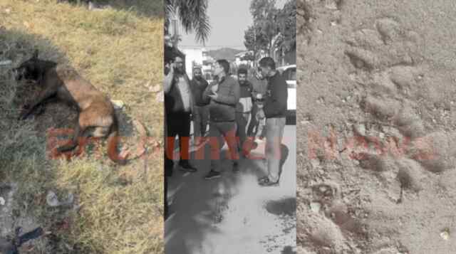 Haryana News: तेंदुए ने कुत्ते को बनाया अपना निशाना, इलाके में फैली दहशत, देखें वीडियो