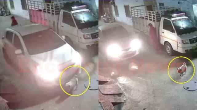 Punjab News: 50 मीटर तक डॉगी को घसीट कर ले गया कार चालक, मौत, देखें वीडियो