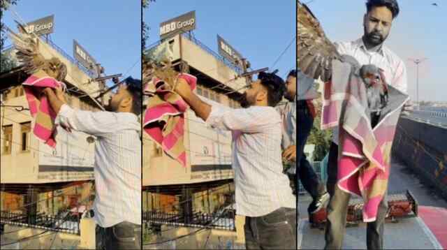 Jalandhar News: चाइना डोर में फंसा बाज, दमकल विभाग ने दिखाई इंसानियत, देखें वीडियो