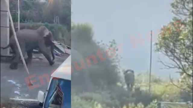 हाथी का आतंक, महिला को किया घायल, लोगों में दहशत, देखें वीडियो