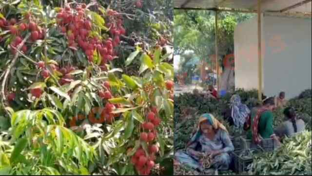 Punjab News: Litchi का स्वाद अब चखेंगे देश-विदेश के लोग, पठानकोट में बंपर फसल, देखें वीडियो