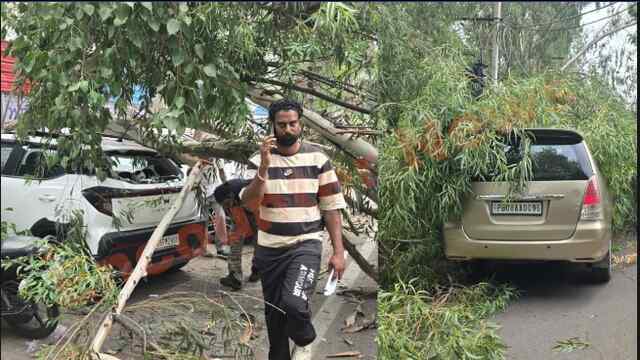 Jalandhar News: तेज आंधी का कहर, खड़ी गाड़ियों पर गिरा पेड़, देखें वीडियो