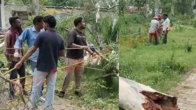 Jalandhar News: टला बड़ा हादसा, हाईवोल्टेज तारों पर गिरा पेड़, देखें वीडियो