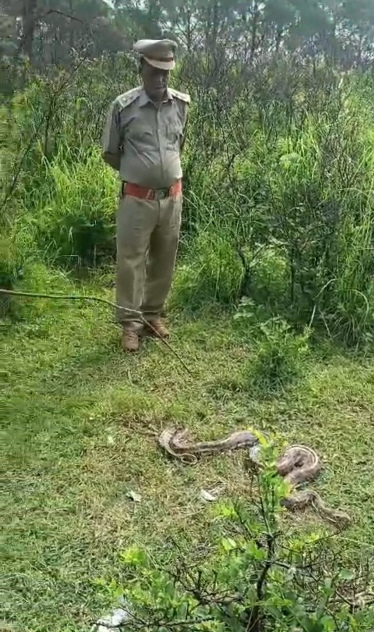 अजगर लेकर श्री माता चिंतपूर्णी घूम रहे व्यक्ति को बन विभाग ने पकड़ा