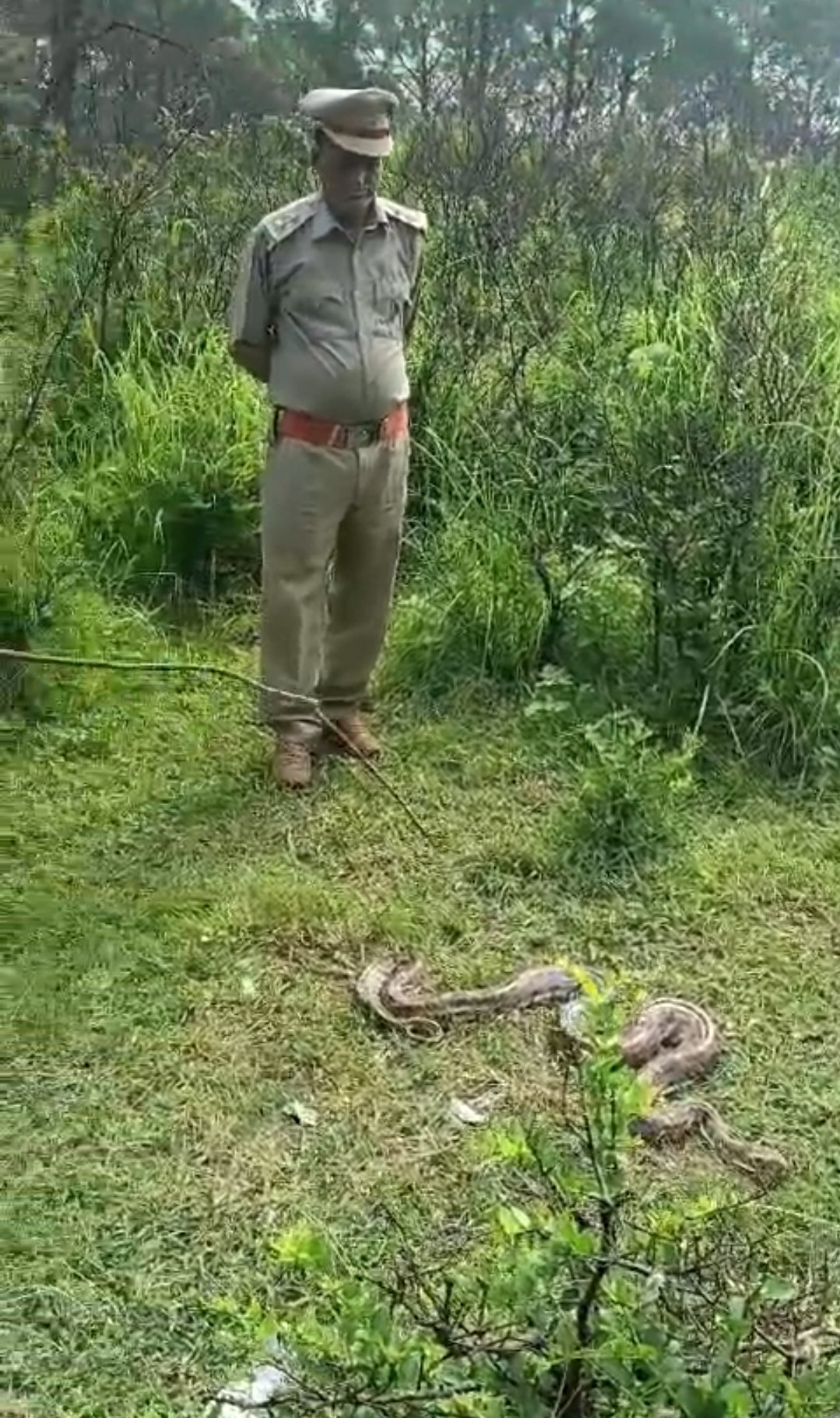 अजगर लेकर श्री माता चिंतपूर्णी घूम रहे व्यक्ति को बन विभाग ने पकड़ा