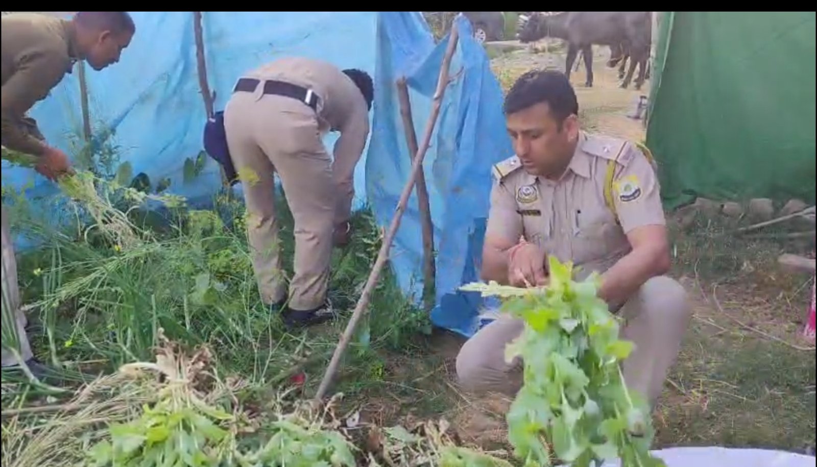 सरसों व प्याज के साथ लगाए अफीम के 128 पौधे बरामद